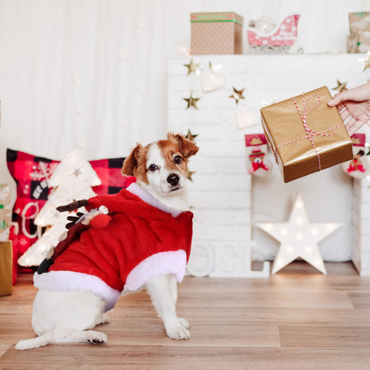 Pet Christmas costume for photos and parties
